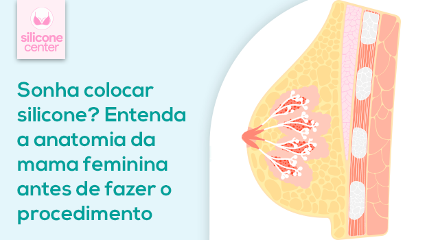Entenda a Anatomia da Mama Feminina